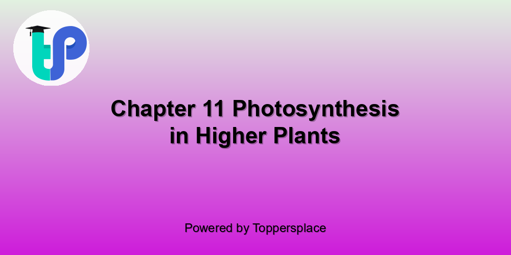 Chapter 11 Photosynthesis in Higher Plants